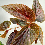 Set 3 Begonias Live Plants, Pink Angel Wing Begonia Maculata White Polka Dot, No Pot, Starter 4 to 8 Inc Tall, Indoor Outdoor Houseplant