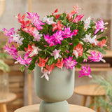 Christmas Cactus Live Plant 4'' Pot, Holiday Blooming Houseplant for Pot, Hanging Baskets, Indoor Outdoor Planting (Mixed Christmas Cactus)