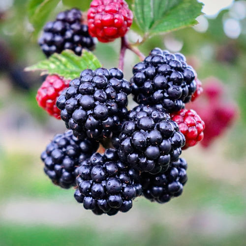 Set 2 Thornless BlackBerry Plants Cuttings, Well Rooted Cutting 4 Inches Tall, Sweet Berries and High Yield for Edible Garden, Ready for Planting