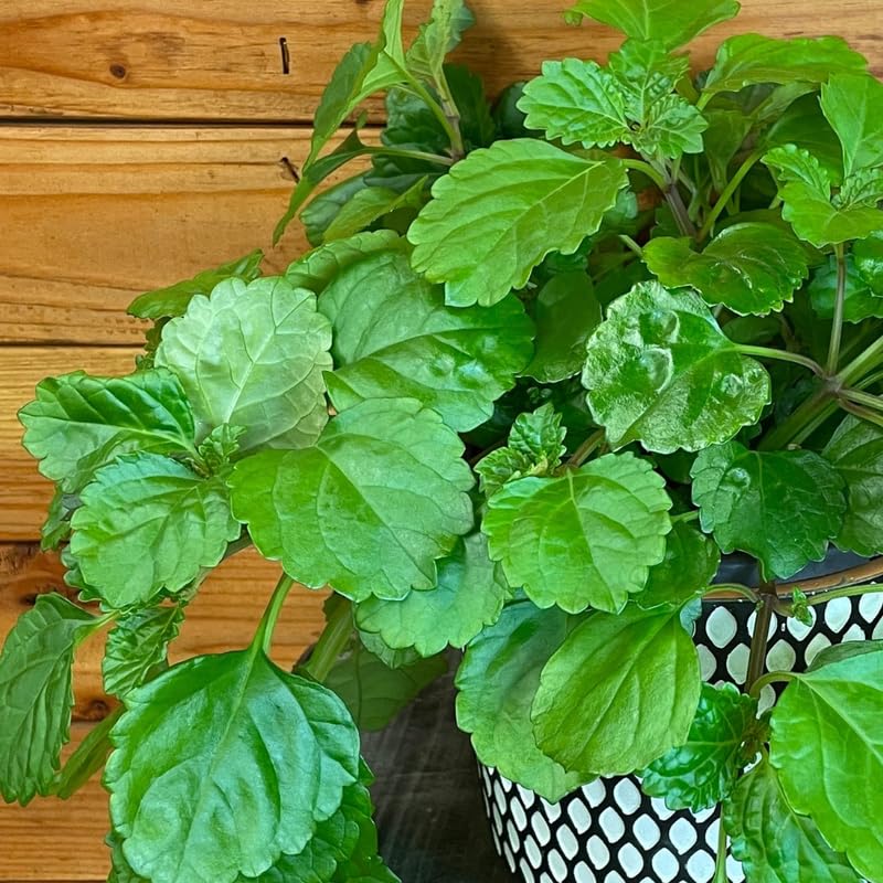 Pack 2 Green Swedish Ivy Plants Live for Growing, Plectranthus Swedish Ivy Herb Live Starter Plants, Swedish Ivy Mint Plant Hanging Basket Houseplant