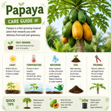 Papaya Plant Live, Papaya Seedling Live Plant, 4-8'' Tall, Well-Rooted, Sweet Fruit Tree for Outdoor Landscape
