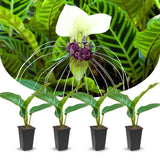 Bat Orchird Tacca Chantrieri Houseplant, White Bat Flower Live Plant, Indoor Outdoor 5-9 Inches Tall