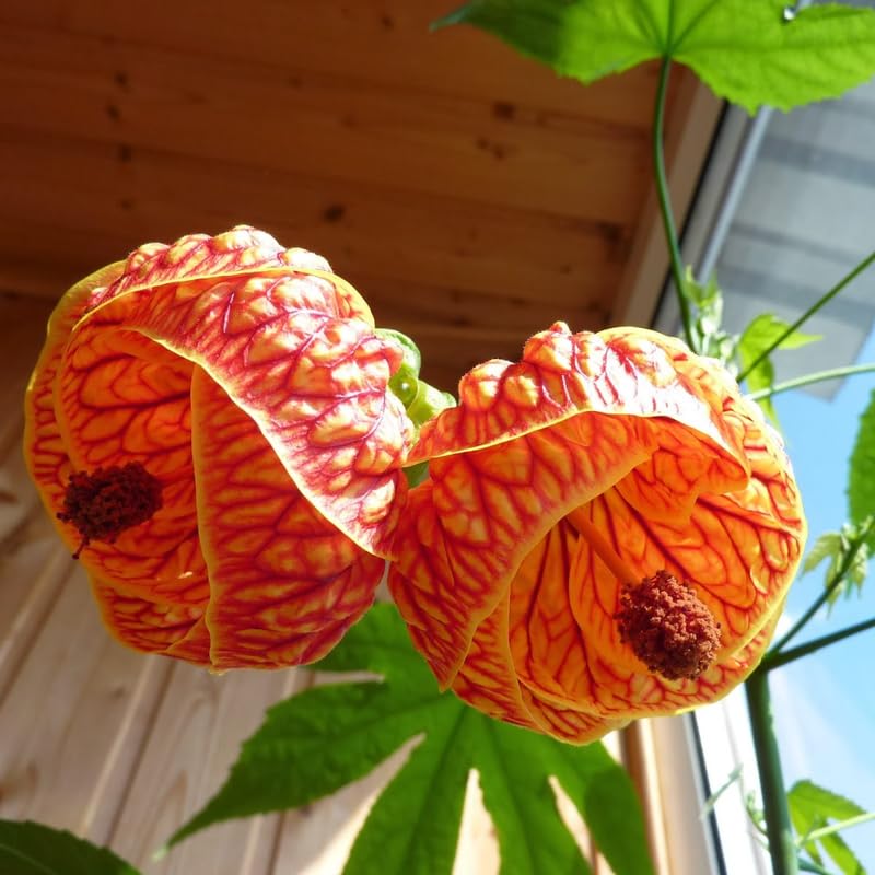 4 Orange Abutilon Plants Live 4 to 6 Inch Tall, Lantern Abutilon Flowering Live Plants, Fragrant Abutilon Plants Live Well Rooted Plug