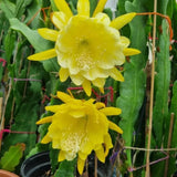 Epiphyllum Plants Live, 2 Plants per Pot, Orchid Cactus Plants for Indoor and Outdoor Planting, Well Rooted Orchid Cactus Plant, Ready to Plant (Yellow Epiphyllum)