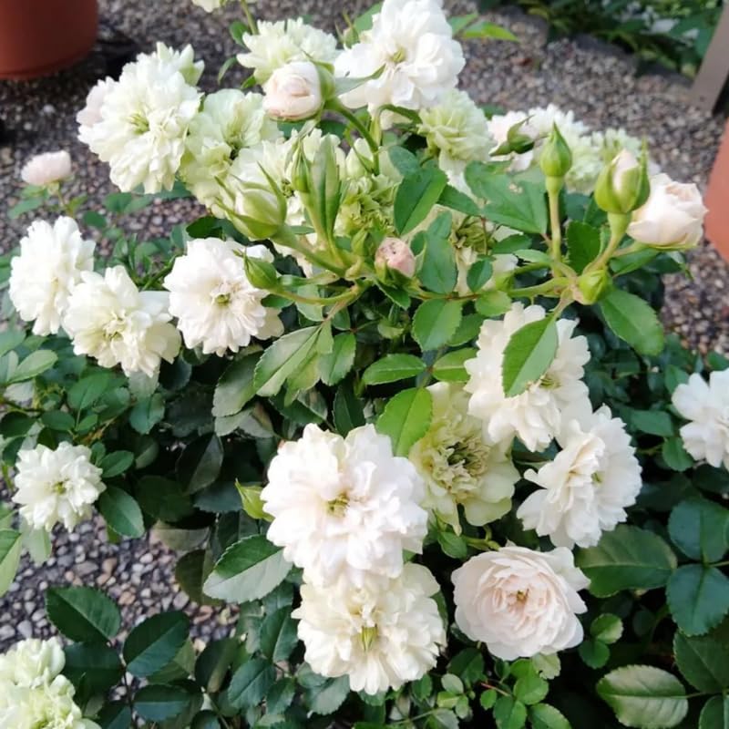 Climbing Rose Bushes Ready to Plant, Well-Rooted, Hardy Roses Tree 5 to 10 Inc Tall, Fragrant, Outdoor Planting (Red)