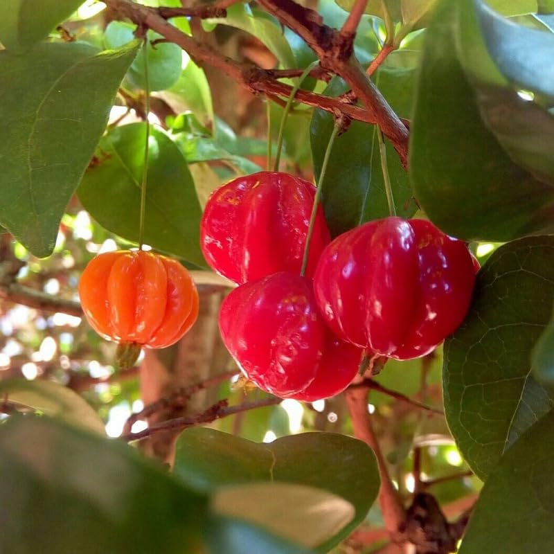 Surinam Cherry Tree Bush in 3 Gallon Pot, 2 Ft Tall Red Cherry Live Plant, Well Rooted