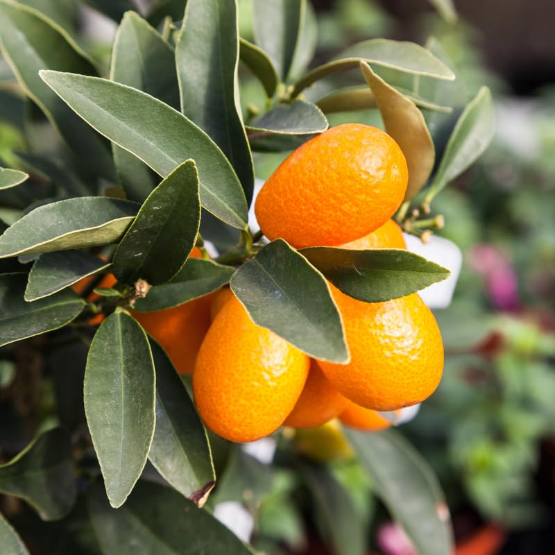 Sweet Kumquat Tree, Grafted 2 Ft Tall, Citrus Kumquat Plant in Pot