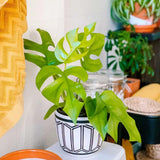 2 Monstera Plants Live, Swiss Cheese Philodendron Plant, Ornamental Tropical Well-Rooted, 4 to 5 Leaves for Indoor Houseplant (Mini Monstera)