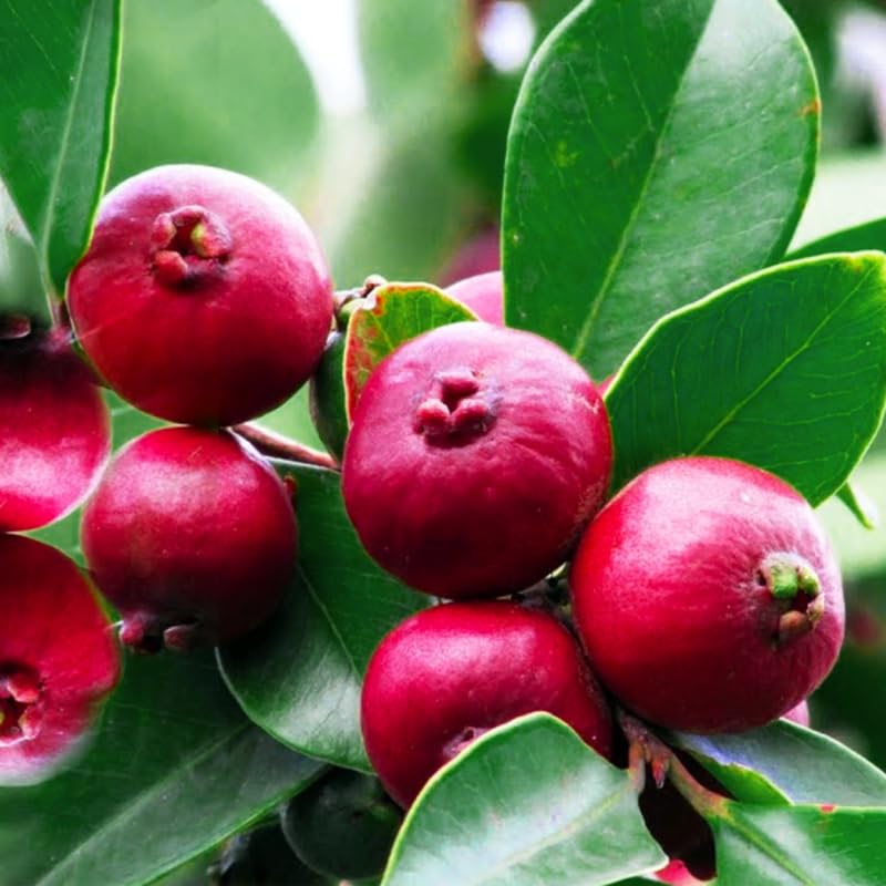 Strawberry Guava Tree - Fresh Fruit Plant in Half-Gallon Pot, 10-14 inches Tall, No CA