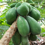 Dwaft Papaya Tree Live Plant 8 to 12 Inc Tall in Half Gallon Pot, Starter Plant Well-Rooted Fresh Fruit Plant Tropical Zones 9-11, No CA