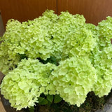 Lime White Hydrangea Tree Live Plant, Hydrangea Plant Live Garden, Perennial Flower Shrub Plant, Quart Pot