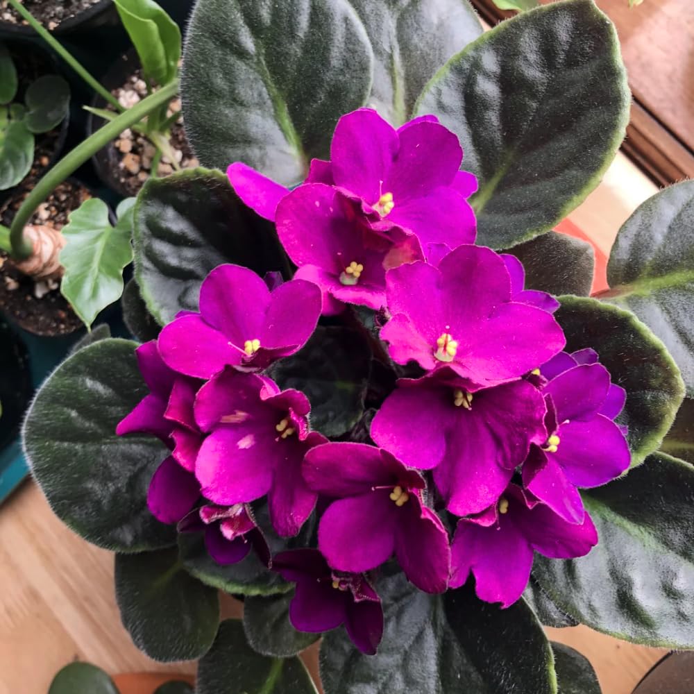Pink African Violets Live Plant in 4" Pot, Starter African Violet for HouseplantIndoor Outdoor Home Decor