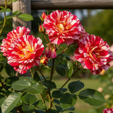 Red White Climbing Rose Live Plant, Fragrant Rose Bush Ready to Plants, Zone 5 to 9, Size 5 to 7 Inches and Bare Root