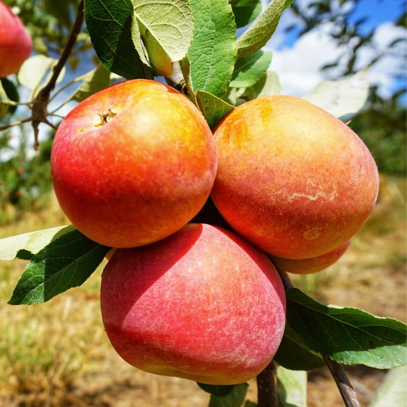 Gala Apple Tree Live Plant, Apple Plant Live for Planting, 2-3 Feet Tall, Bareroot, Sweet Apple Fruit Tree Ready to Grow Outdoor