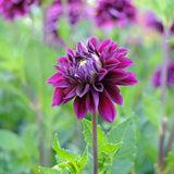 Dahlia Clump for Planting, Purple Dahlia Flower for Summer Blooms, Large and Vibrant Flowers, Suited for Zones 8 to 11