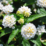 2 Lantana Plants Live, Perennial Live Flowering Lantana, Container Growing 4-9 Inch Tall - White
