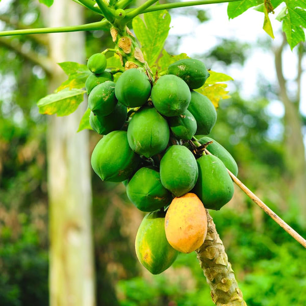 Dwarf Papaya Tree Plant Live in Half Gallon Pot, Tropical Papaya Plant 7-12 Inches Ready to Grow, Tropical Frui Tree Outdoor Growing