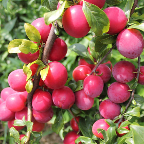 24 Live Plum Cuttings, 12–24 Inches Tall, Sweet Edible Fruit Rooted Cuttings, Ready to Grow, Suitable for Outdoor Planting