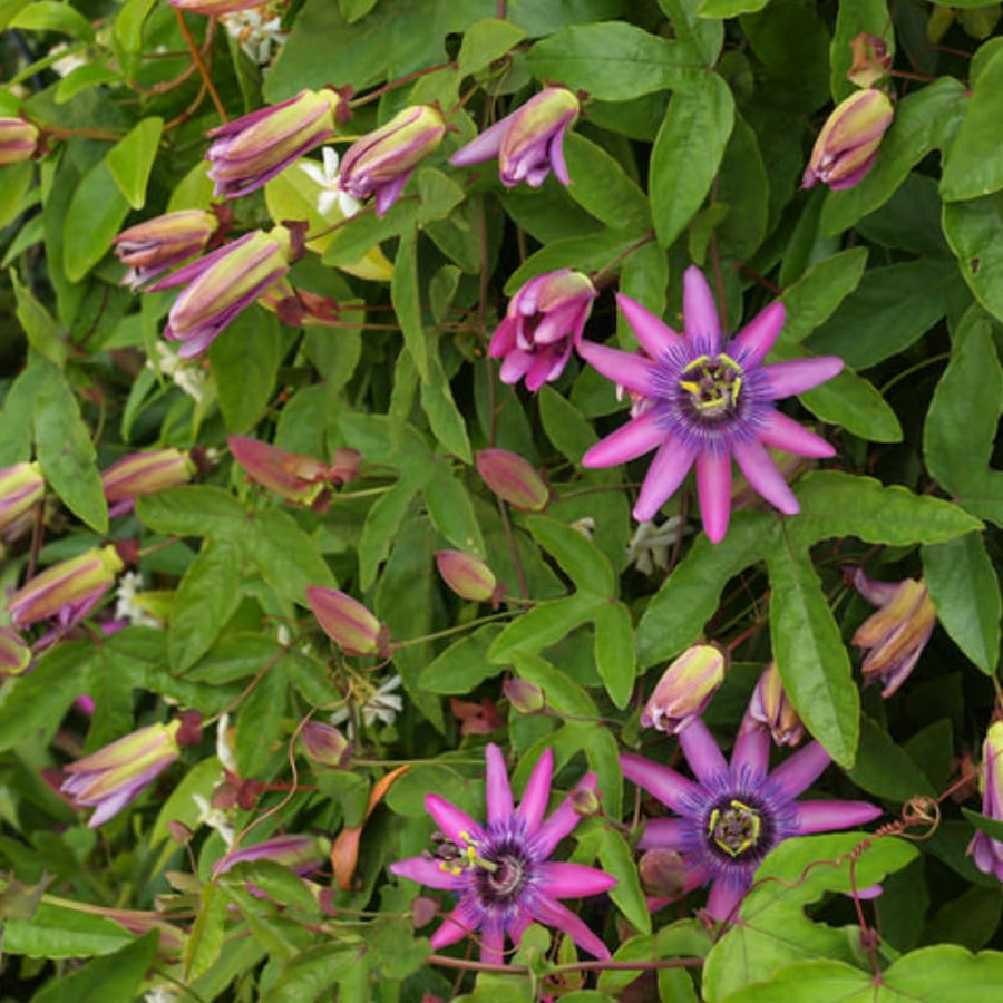 Lavender Passion Flower Plant - Lavender Passion Flower Vine Live Plant - Size 5 to 7 Inch Tall, Passiflora Flowers Starter Plant, Without Pot