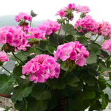 2 Pink Geranium Plants Live, 3 to 6 Inches Tall, Geranium Flower Plants Indoor Outdoor, Geranium Plant, No Potted