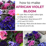 1 Random African Violets Live Plants House Plants in 4" Pot, Vibrant Blooms for Indoor Décor, Home or Office, Easy to Grow