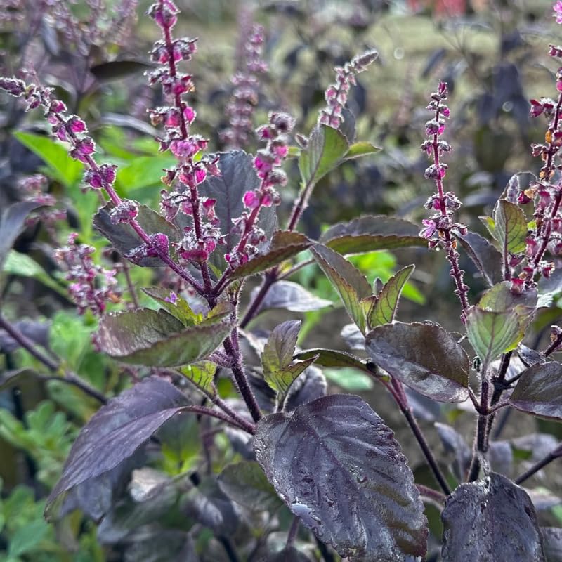 Krishna Basil Plant 4-7'' Tall, Purple Tulasi Herb Plants Live, Fragrant, Hardy, Perennial Herbs in 4'' Pot