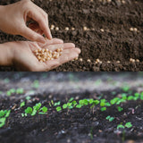Pack 500 Culantro Seed, Culantro Herb Seed for Planting, Vegetable Herb Plant, Ready for Growing