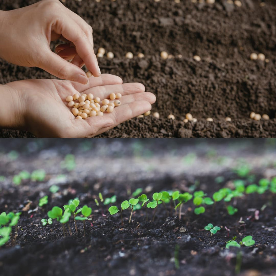 Pack 500 Culantro Seed, Culantro Herb Seed for Planting, Vegetable Herb Plant, Ready for Growing