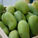 Green Sweet Mango Tree, Mango Plant Live Ready to Plant, 1.5-2 Feet Tall, Edible Tropical Fruit Tree, Garden or Containers Planting