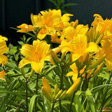 Pack 10 Daylily Bulbs for Planting Spring, Fast Blooming Hardy Perennial Lily Bare Roots for Outdoor Growing (Yellow, Large Day Lily)