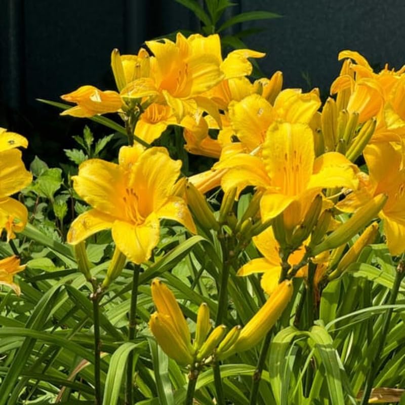 Pack 10 Daylily Bulbs for Planting Spring, Fast Blooming Hardy Perennial Lily Bare Roots for Outdoor Growing (Yellow, Large Day Lily)