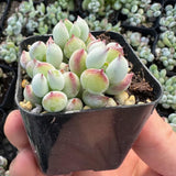 2" Pot Cotyledon Pendens Succulent Plant Live, Trailing Succulent House Plant for Home Office Decoration, Rare Indoor Live Plant