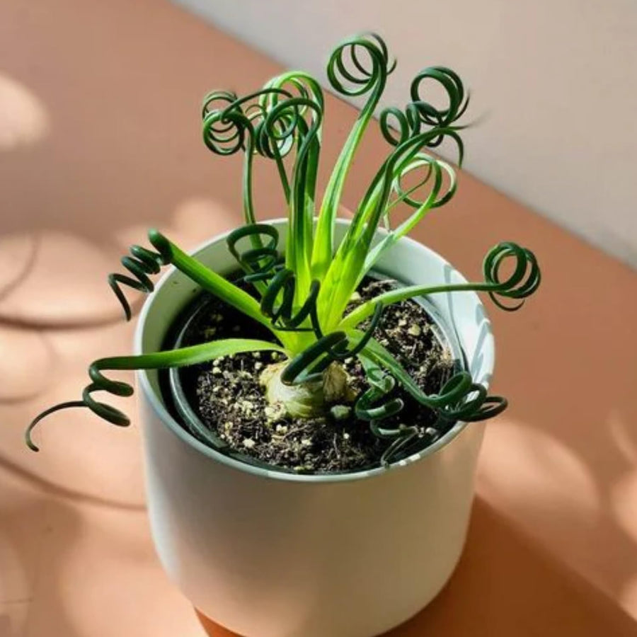 Albuca Live Plant in 3” Pot, Frizzle Sizzle Succulent, Curly Leaf Albuca Plant for Indoor Growing