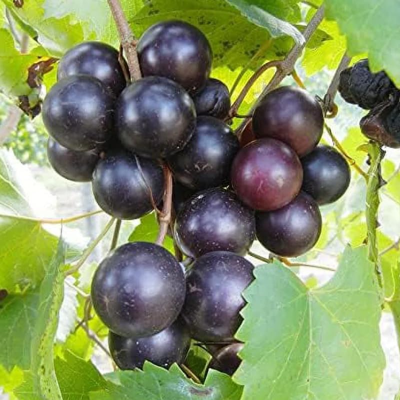 2 Black Muscadine Grape Vine Plants Live for Planting, Muscadine Grape Plant Live Grape Tree, in 4" Pot, Black Grape Fruit Tree for Planting