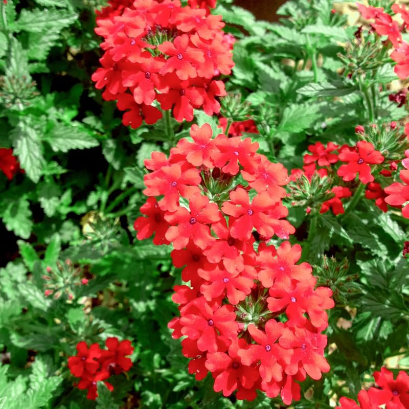 4 Red Verbena Plants Live, 5-9" Tall Hardy Perennial Flower Plants, Well-Rooted Outdoor Planting