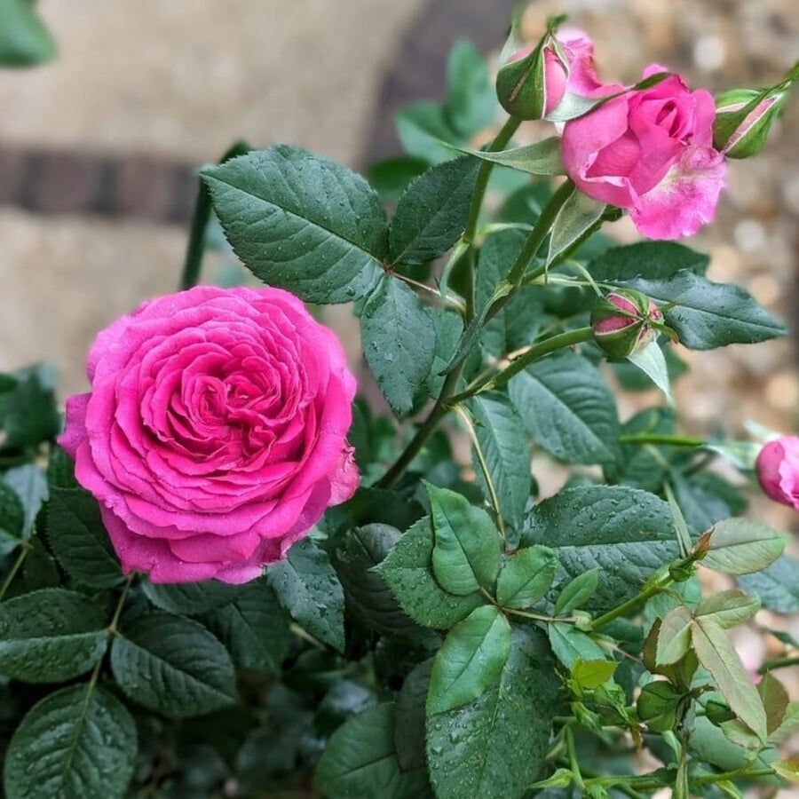 Magenta Mini Rose Plant Live, Miniature Rose Bush in 3" Pot, Indoor Outdoor Flowering Plant, Compact Live Rose for Gifts and Gardens