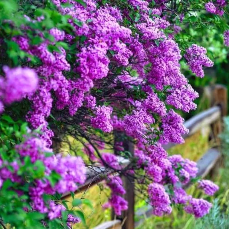 1 Purple Lilac Tree Live Plant, Reblooming Lilac Plant Live for Planting Indoor Outdoors 14-20 Inch Tall, Fully Rooted in Soil, Come in Pot