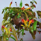2 Lipstick Plants Live Houseplants, Black Pagoda Lipstick Vine Plant, 4 Inches Pot