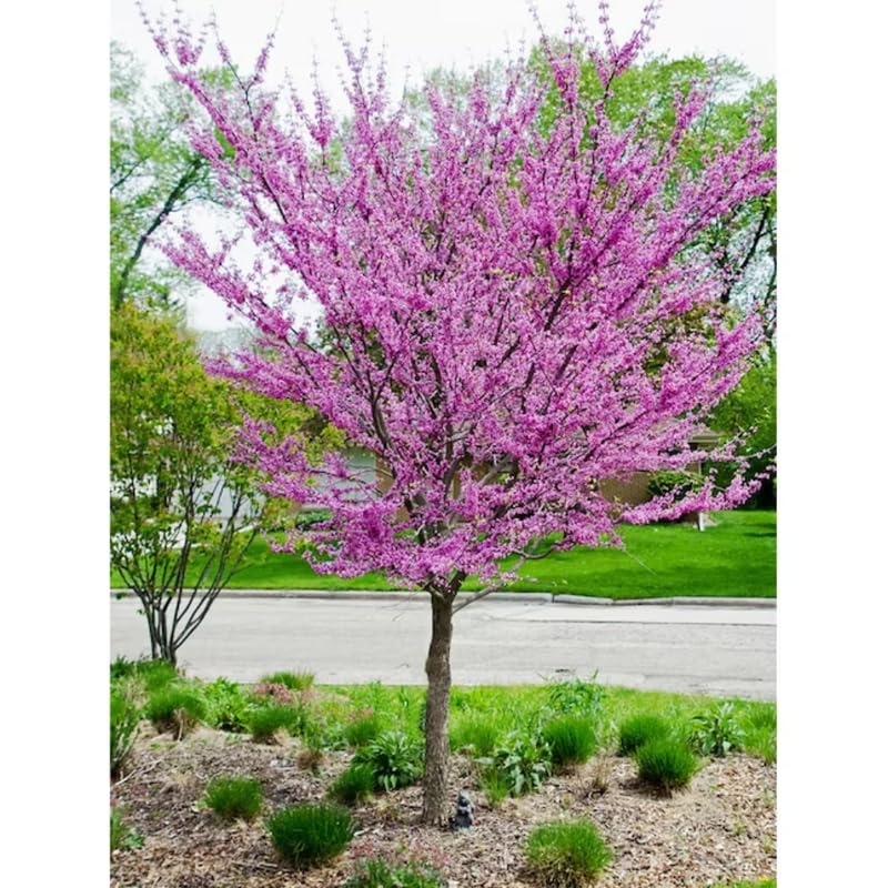 2 Redbud Trees Live Plants Seedlings, Dormant 6 to 14 Inches Tall for Outdoor Blooms, Purple Flowers, American Eastern Red Bud Tree