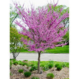 Eastern Redbud Plant Live Tree, Cold Hardy Dormant, 8 Inc to 15 Inches Tall Seedlings, Early Spring Blooms, Purple Flowers Bloom