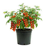 Cherry Red Tomato Plant Live, Tomato Plant Live for Planting, Well Rooted, 8-10 Inc Tall, Sweet Tomatos Seedling for Indoor Outdoor Growing