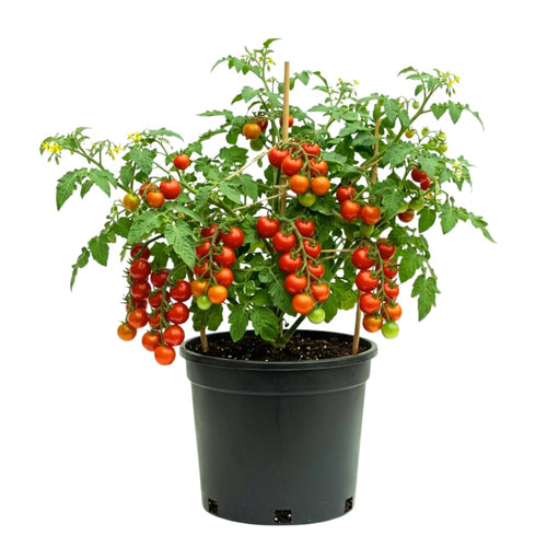 Cherry Red Tomato Plant Live, Tomato Plant Live for Planting, Well Rooted, 8-10 Inc Tall, Sweet Tomatos Seedling for Indoor Outdoor Growing
