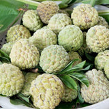 Sugar Apple Tree Live Plant 8-12 Inch Tall, Half Gallon Pot, Annona Squamosa Sugar Apple Plant Live, Tropical Sweetsop Fruit Tree