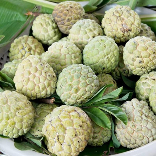 Sweet Sugar Apple Tree Live Plant for Outdoor, Annona Squamosa Sugar Apple Plant Live 8-12 Inch Tall, Half Gallon Pot, Tropical Sweetsop Fruit Tree