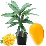 Sweet Mango Tree Live Plant in Pot, 12-16 Inches Mango Trees Seedlings Well Rooted, Fast-Growing