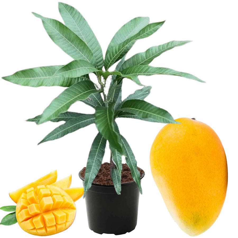 Sweet Mango Tree Live Plant in Pot, 12-16 Inches Mango Trees Seedlings Well Rooted, Fast-Growing