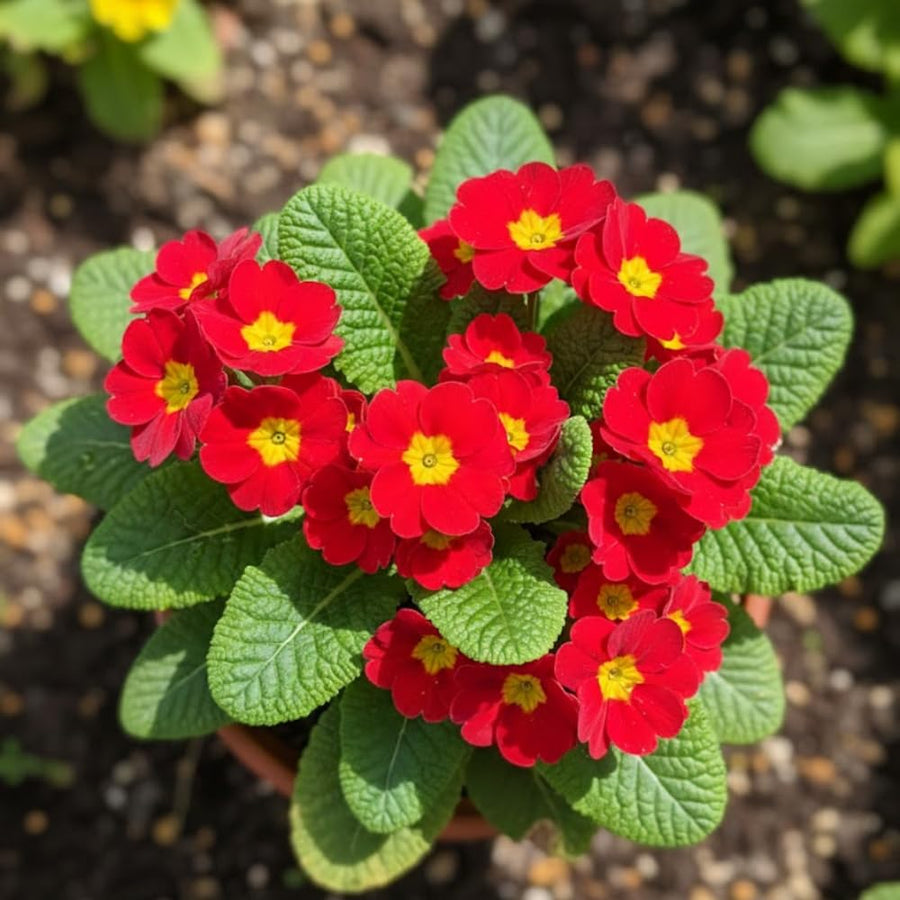 Red Primrose Live Plant, Primrose Flower Plant in 4'' Pot, 4-6'' Tall, Hardy Primrose Flower Plant, Colorful Blooms, Perennial Plants