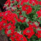 4 Red Verbena Plants Live, 5-9" Tall Hardy Perennial Flower Plants, Well-Rooted Outdoor Planting