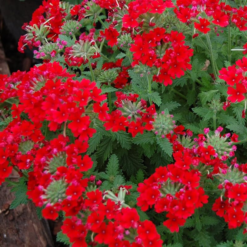 4 Red Verbena Plants Live, 5-9" Tall Hardy Perennial Flower Plants, Well-Rooted Outdoor Planting