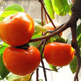 American Persimmon Trees Live Plants, Seedlings 8 to 12 Inc Tall, Sweet Persimmon Fruit Tree for Outdoor Planting, Dormant in Winter
